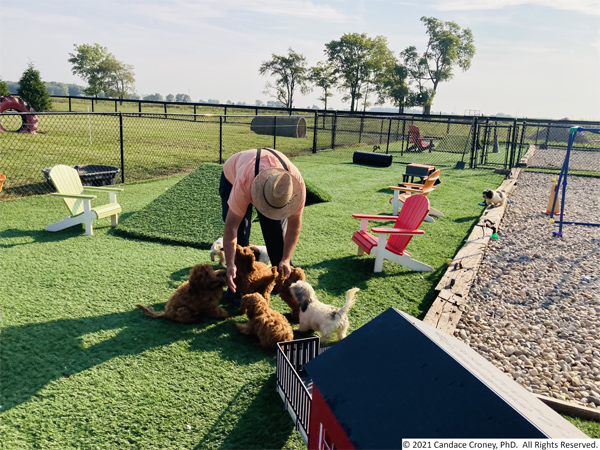 Photo shows well-kept grass and gravel outdoor play yard with elevated ramps, chairs for caretakers, and other play structures.  Centered is a caretaker with 6 dogs gathered around his feet as he leans over and pets them.  This example shows both an enriching play area and positive caretaker interactions with dogs.